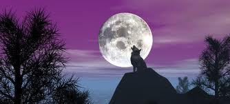 Loup à la lune