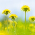 Évolution d’une réflexion sur la simplicité volontaire