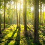 Adoption de programmes environnementaux